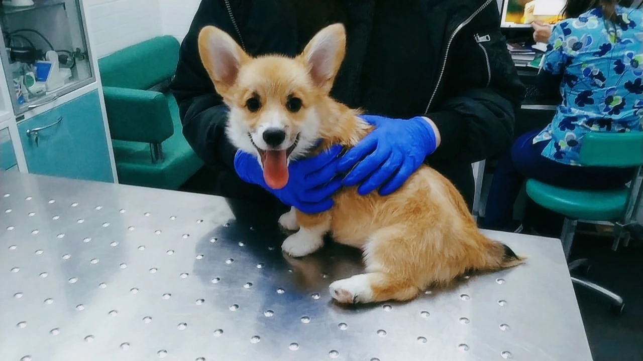 Диспансеризация