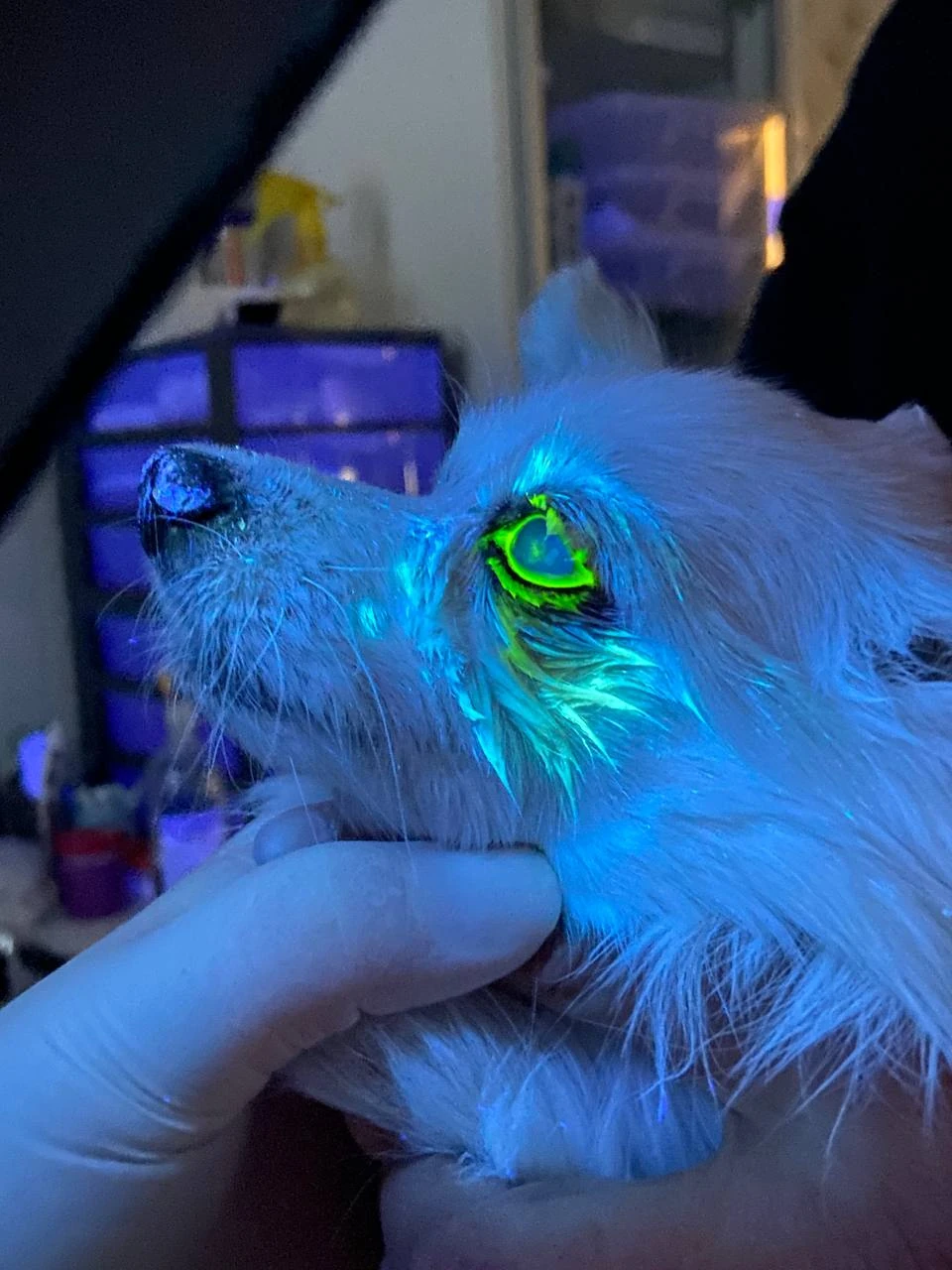 Офтальмологическое обследование