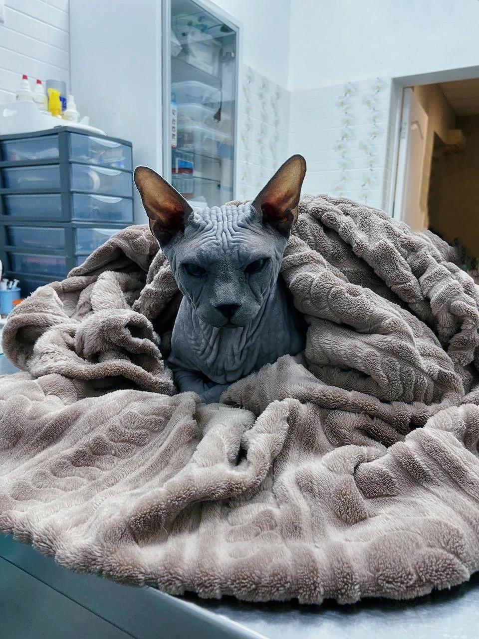 Дерматология