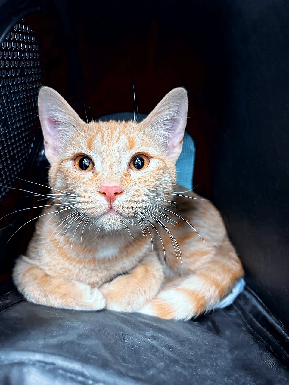 Дерматология