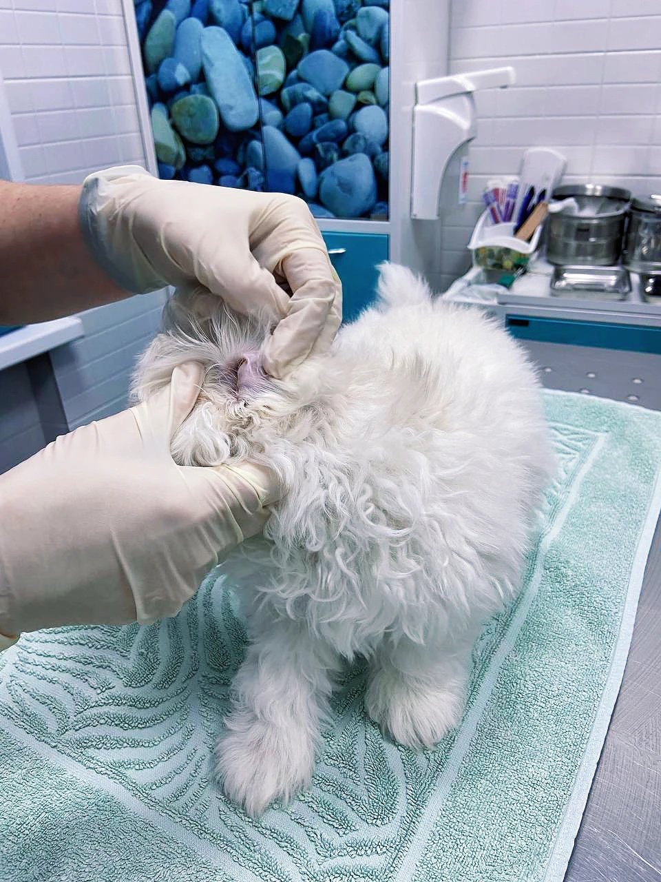 Дерматология