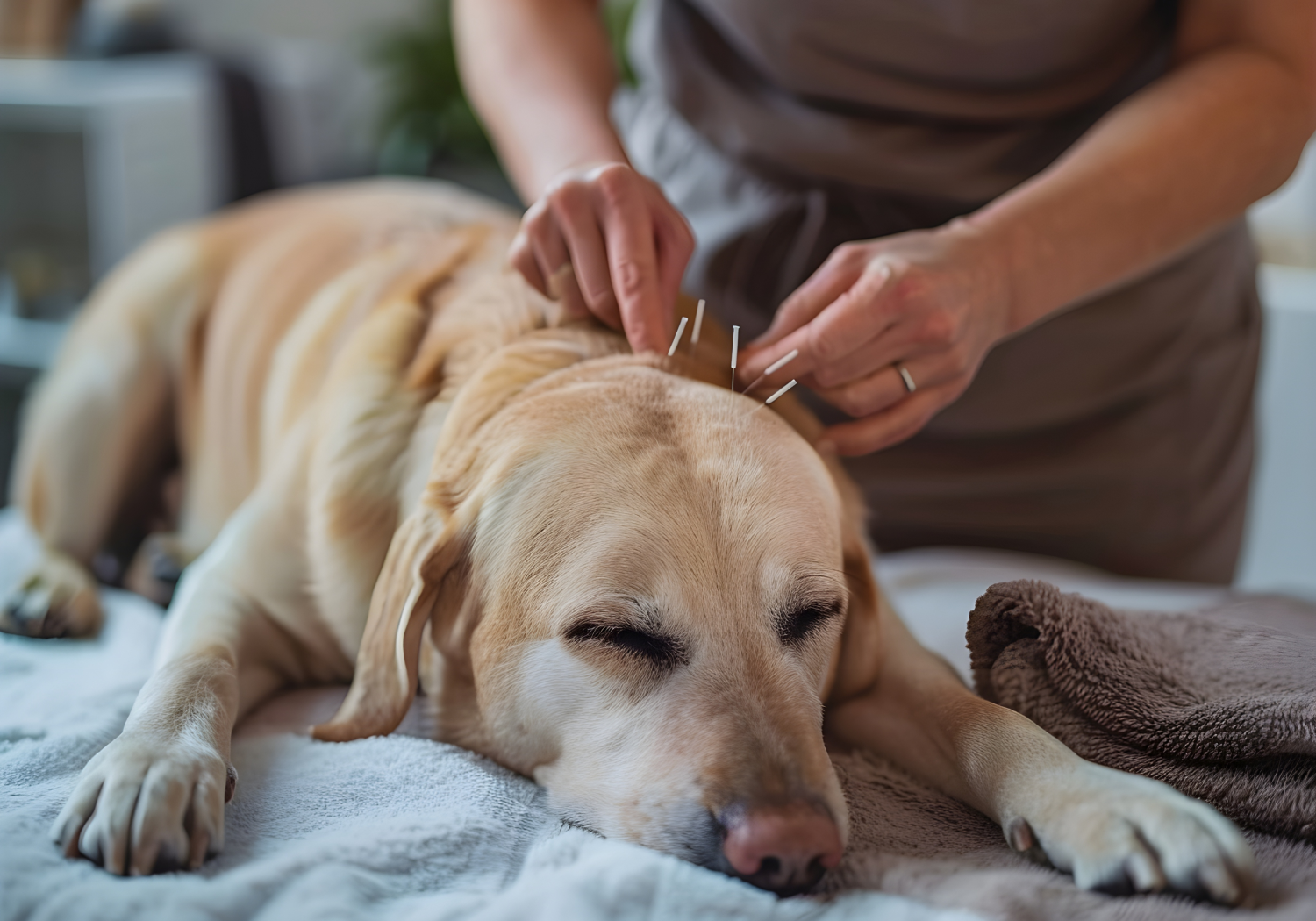 Акупунктура для животных