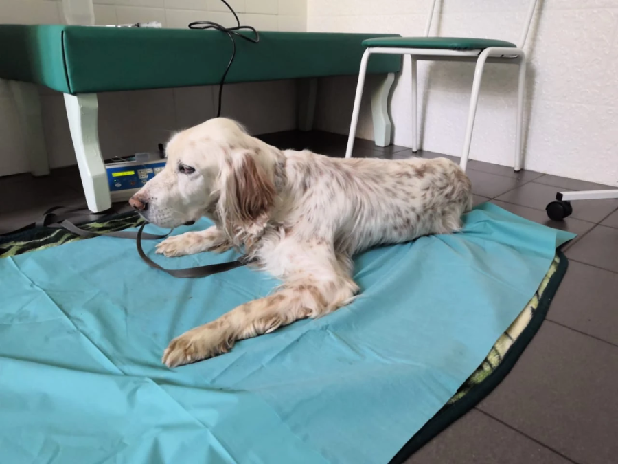 Как биохимический анализ крови помогает в диагностике заболеваний у животных!