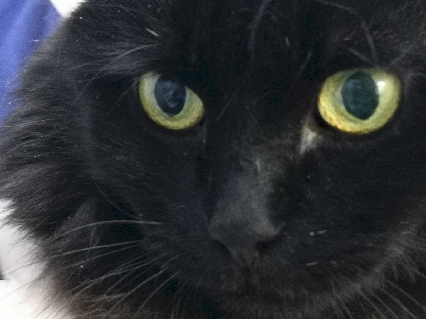 Симптомы резорбции зубов у кошек: когда обращаться к ветеринару?