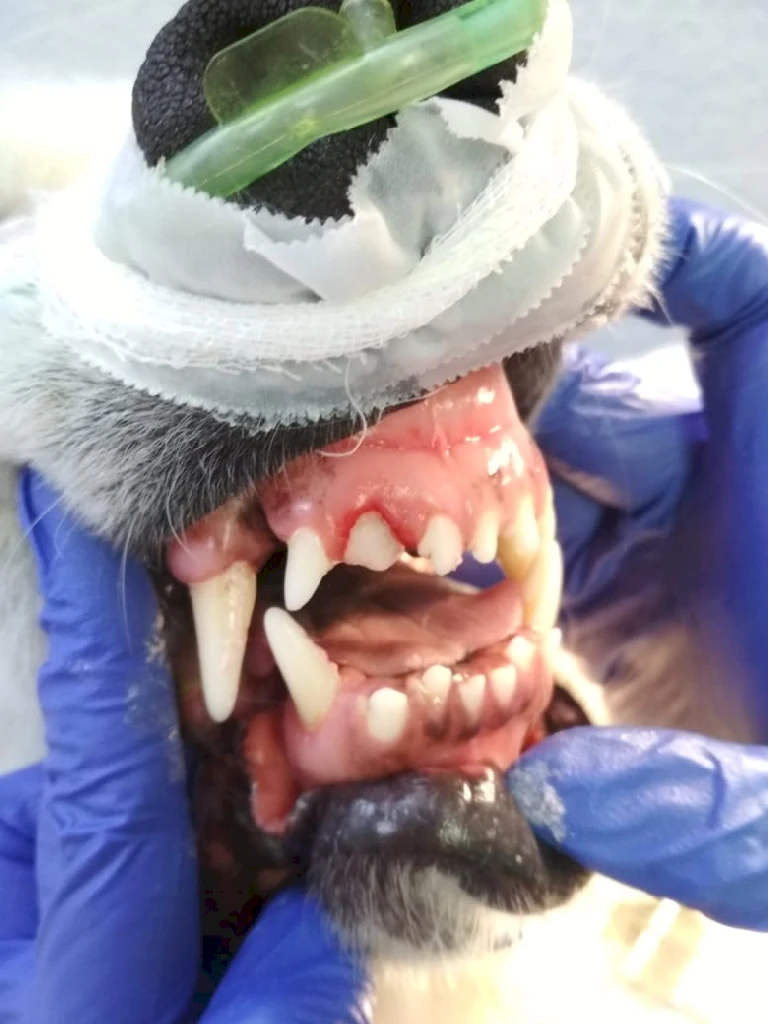 Чистка зубов у кошек и собак: как улучшить качество жизни питомца