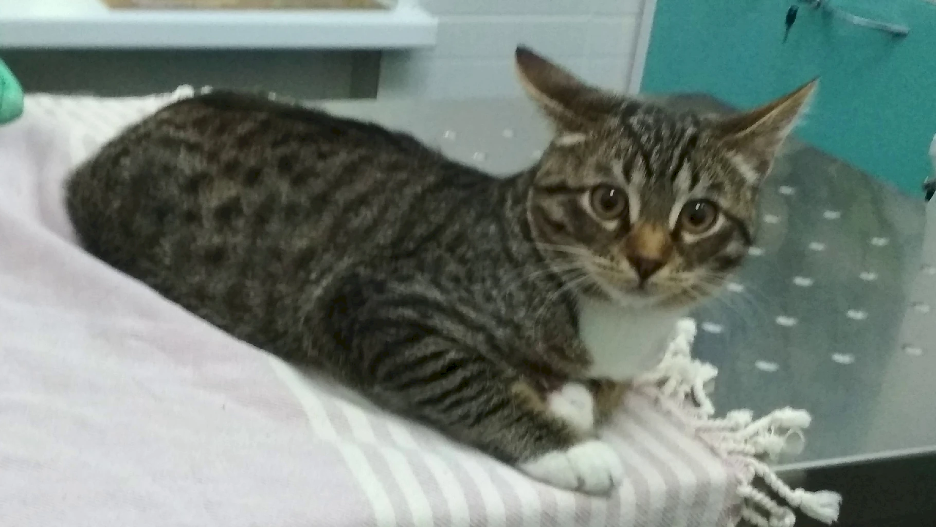 Регулярные визиты к ветеринару: почему это важно для здоровья вашего питомца