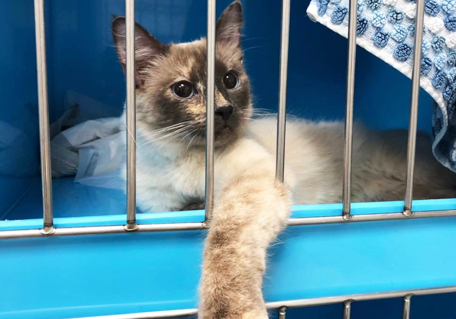 Диспансеризация животных ветеринария