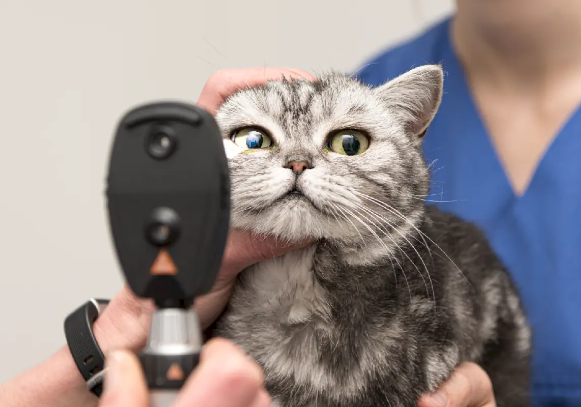 Чипирование кошек