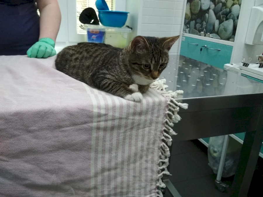 Лазерная терапия в ветеринарии в клинике Зооцентр на Садовой: современный метод лечения