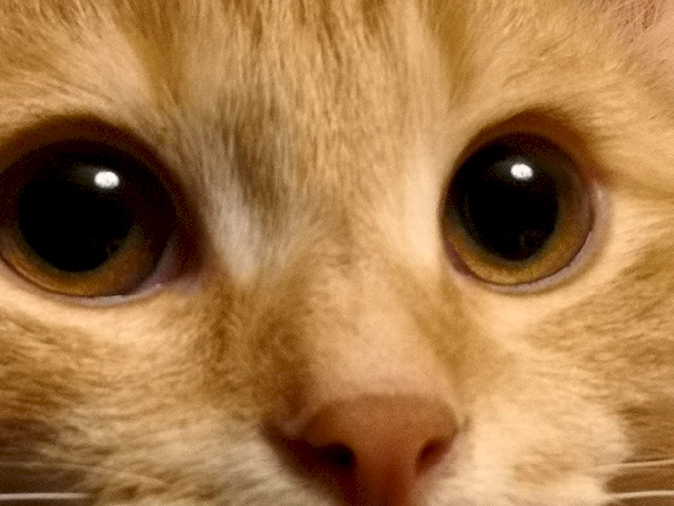 Кастрация котов