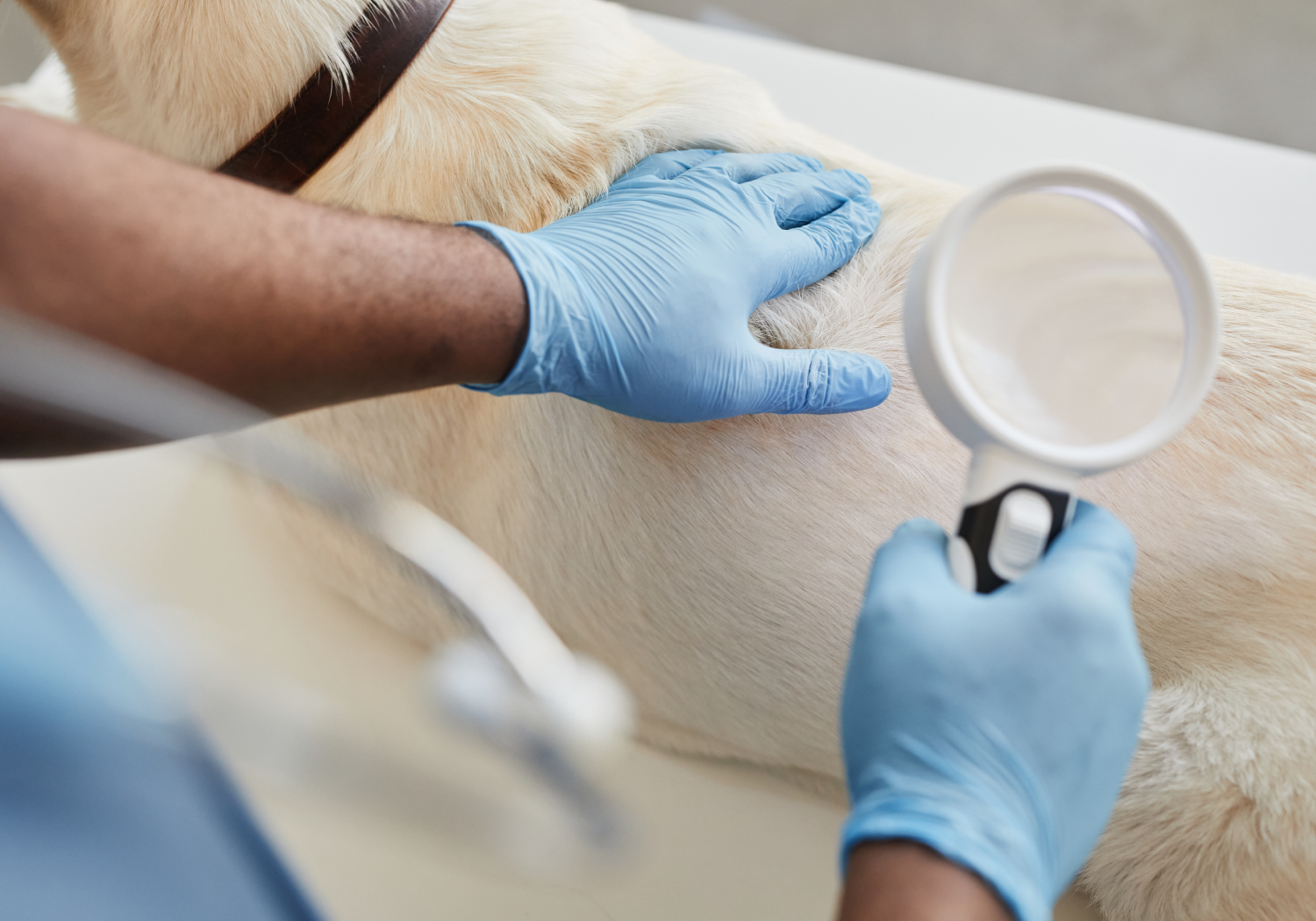 Дерматология животных