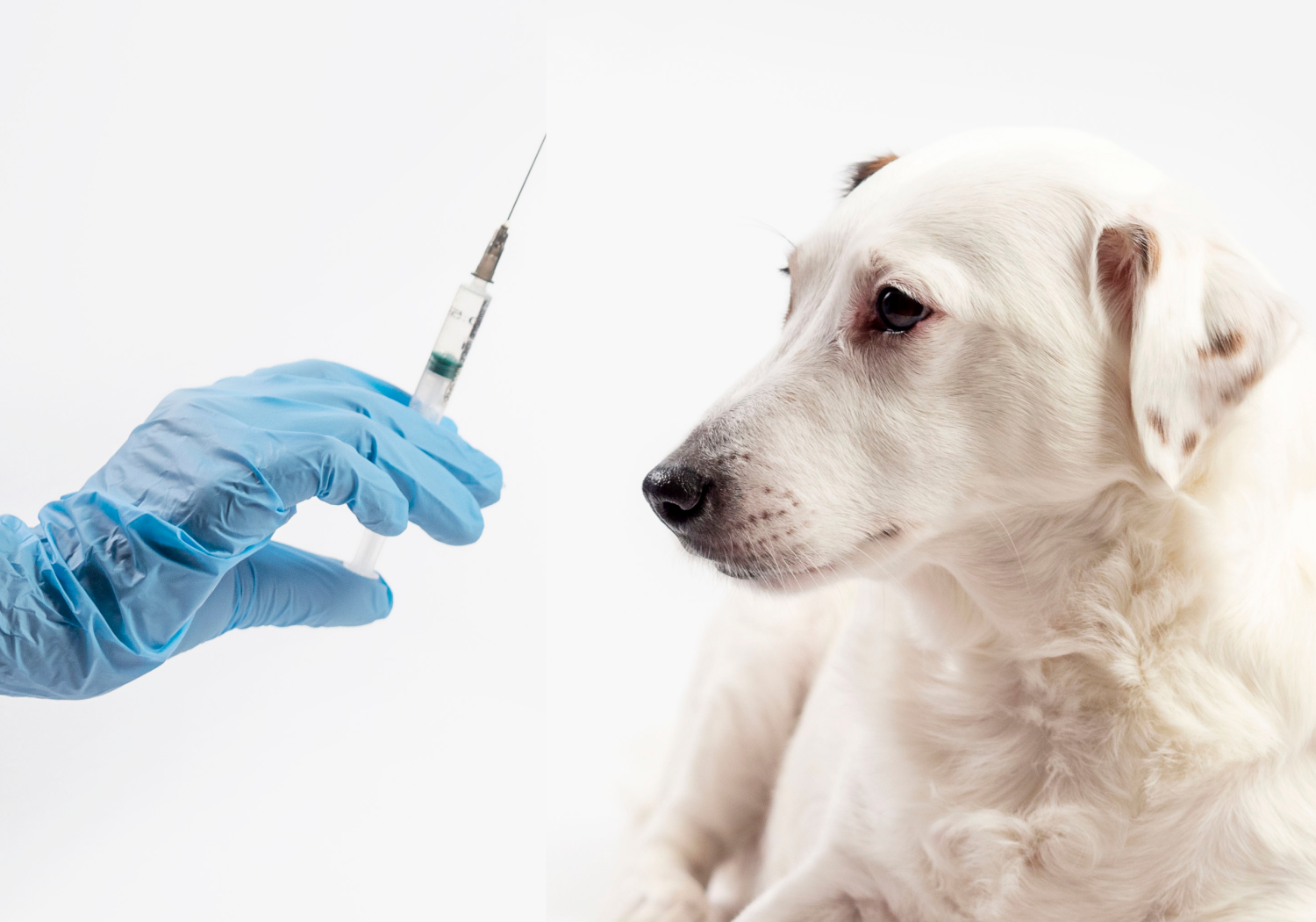 Вакцинация животных