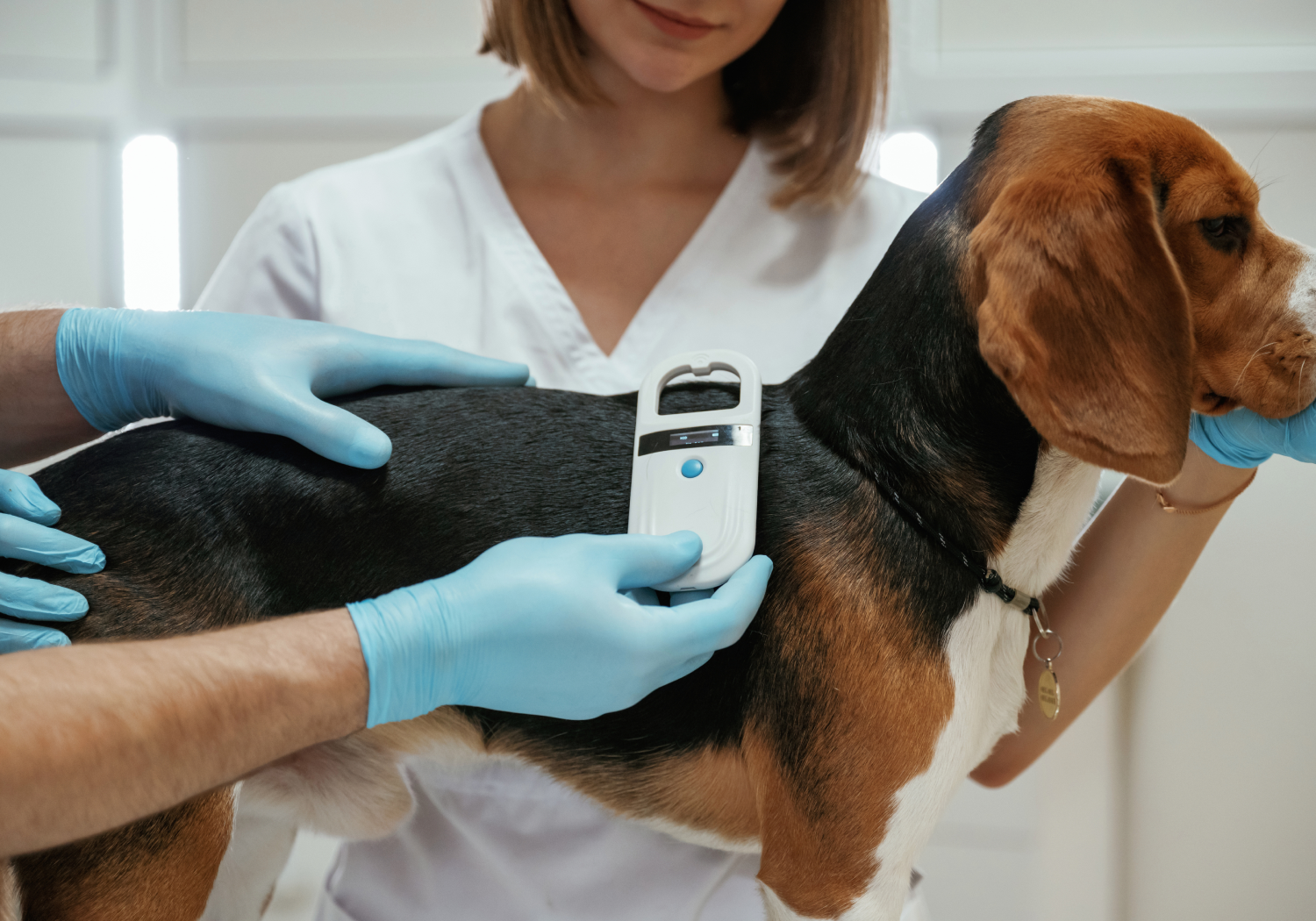 Чипирование собак