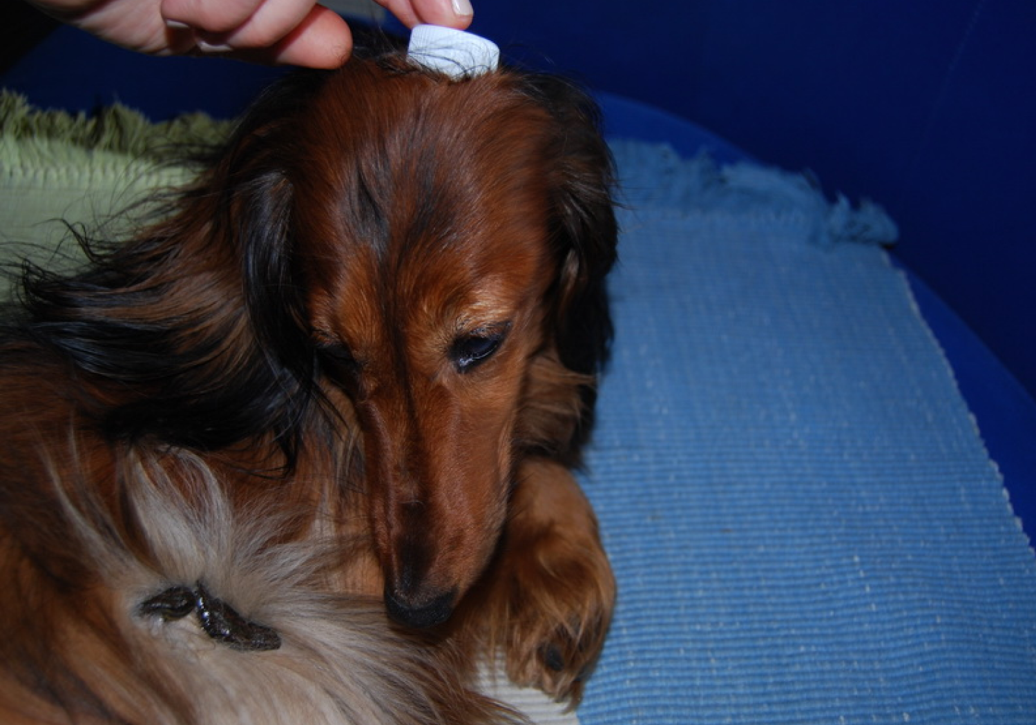 Гирудотерапия для животных