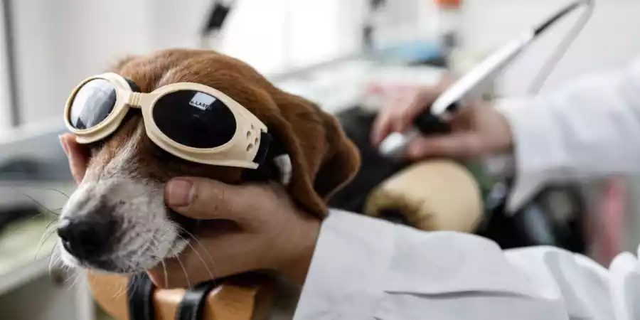 Лазерная терапия в ветеринарии в клинике Зооцентр на Садовой: современный метод лечения