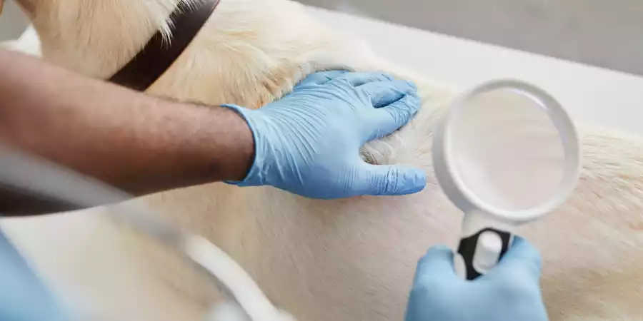 Лечение кожных заболеваний у животных: комплексный подход в клинике Зооцентр на Садовой