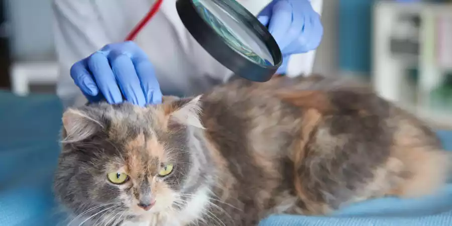 Трихоскопия животных в клинике Зооцентр на Садовой: анализ волос и кожи