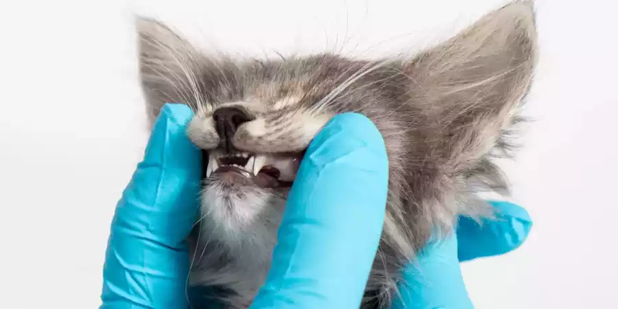 Чистка зубов у кошек и собак: как улучшить качество жизни питомца